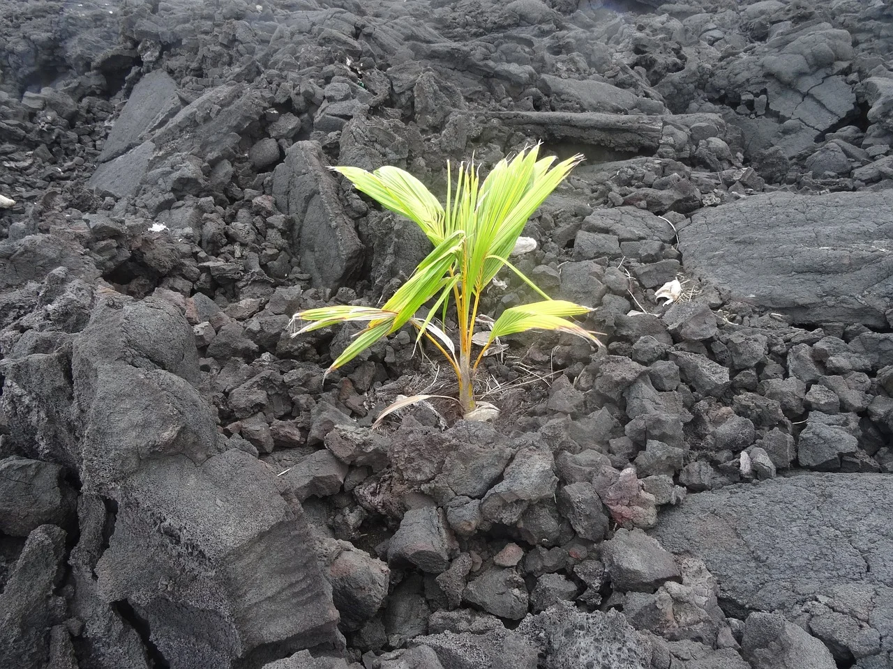 new-beginning-408377_1280.jpg