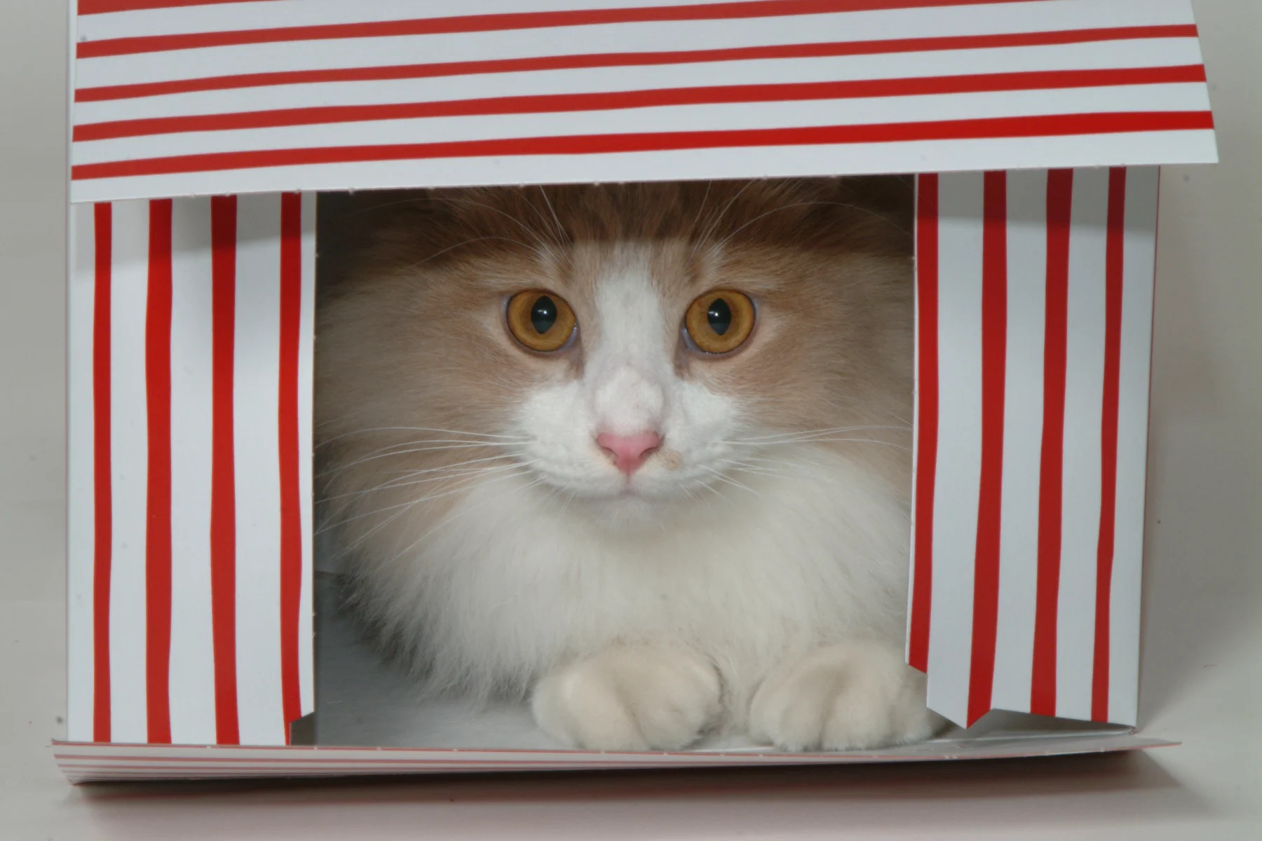 Cats Xmas 011.jpg