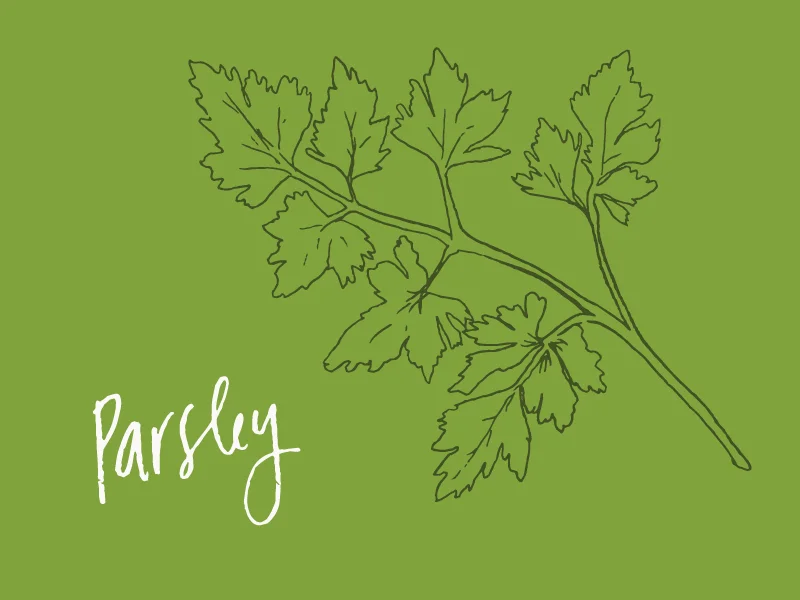 PARSLEY.jpg