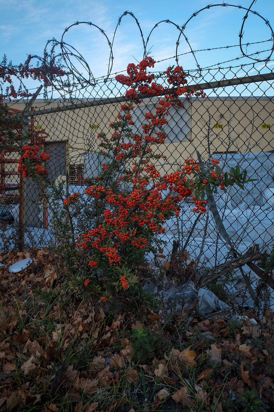 Berries and Barbed Wire