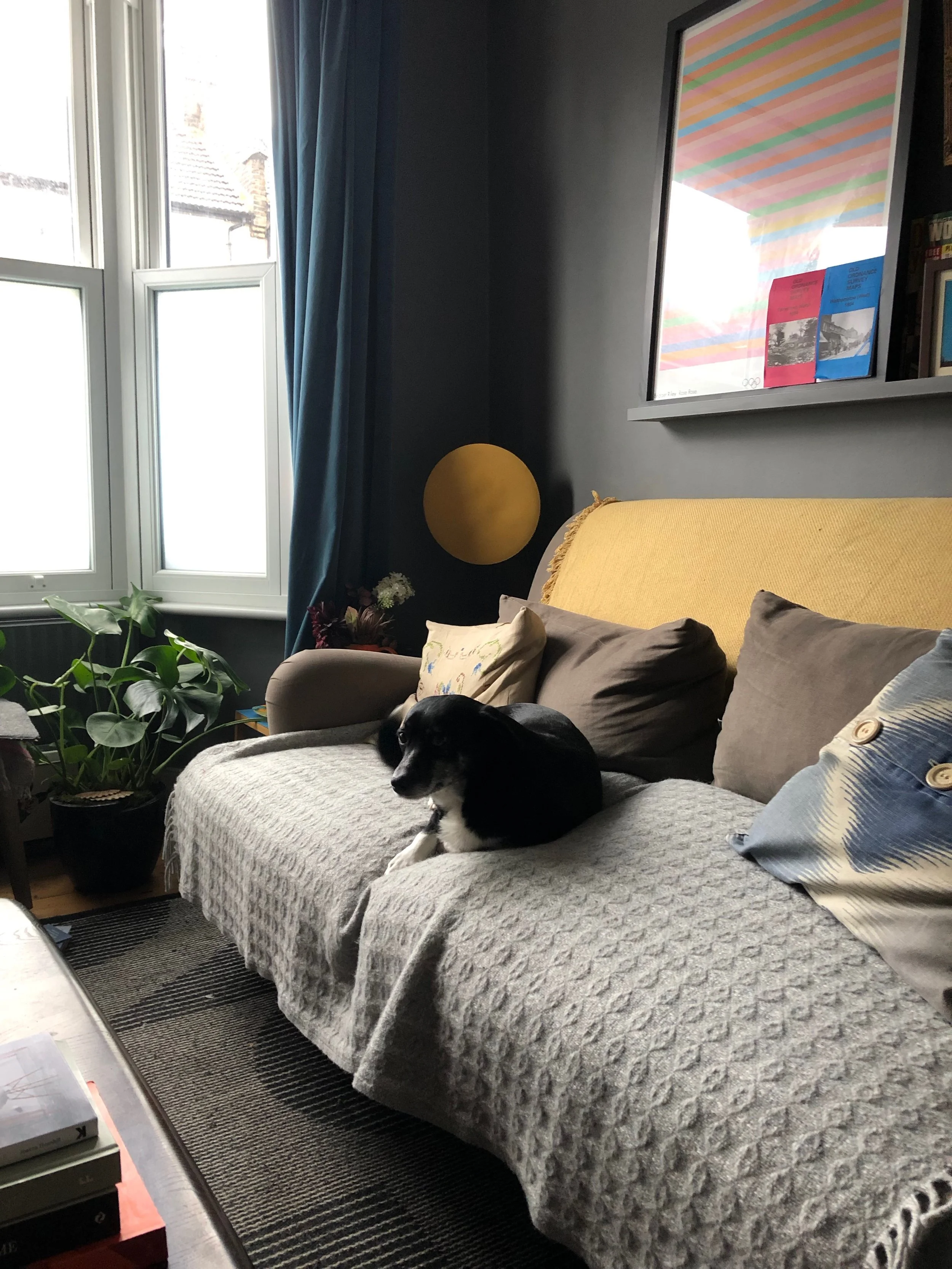 Our deliciously dark, small, north-facing living room, featuring our definitely-not-allowed-on-sofas rescue dog, Stella (photo © Joanna Thornhill )