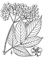 16-Elderberry.jpg
