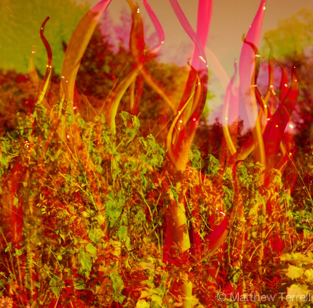 Chihuly in the Garden000163640012.jpg