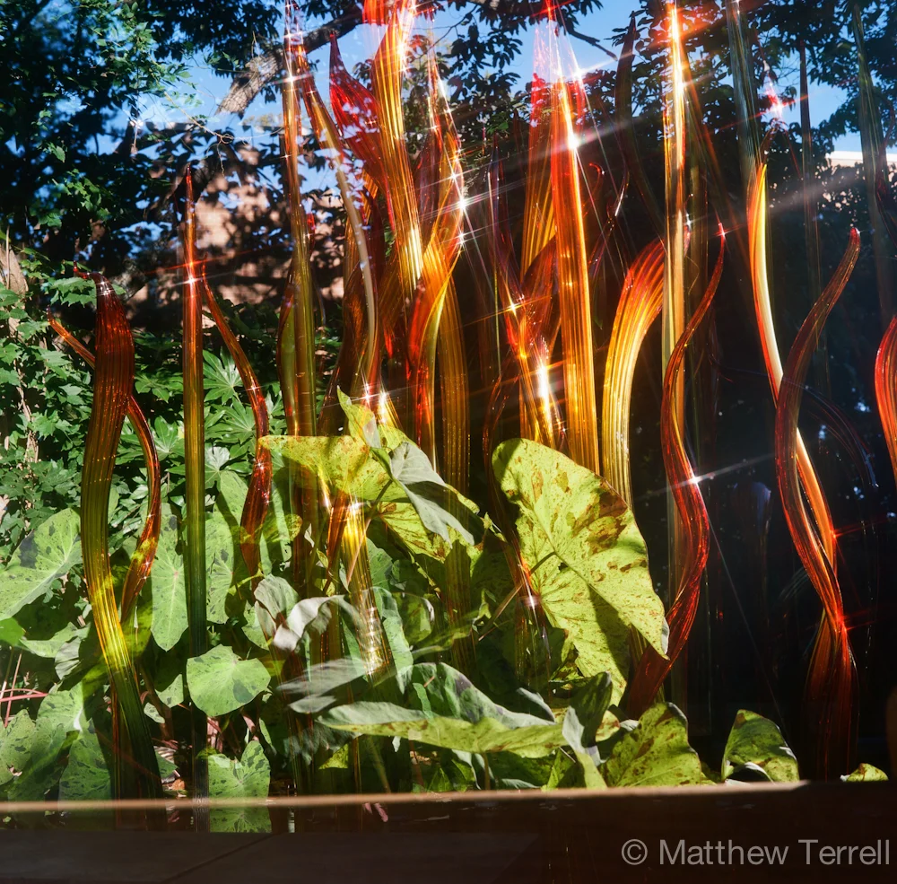 Chihuly in the Garden000163640009.jpg