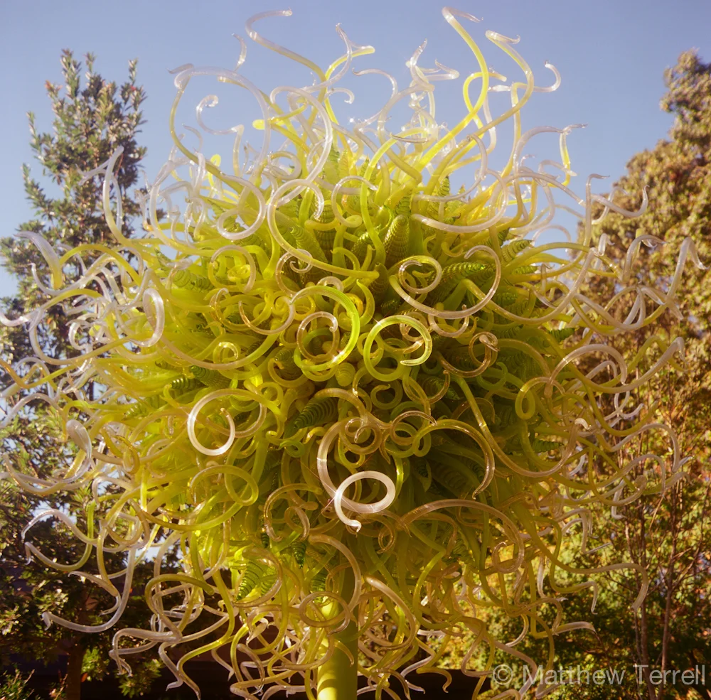 Chihuly in the Garden000163640008.jpg