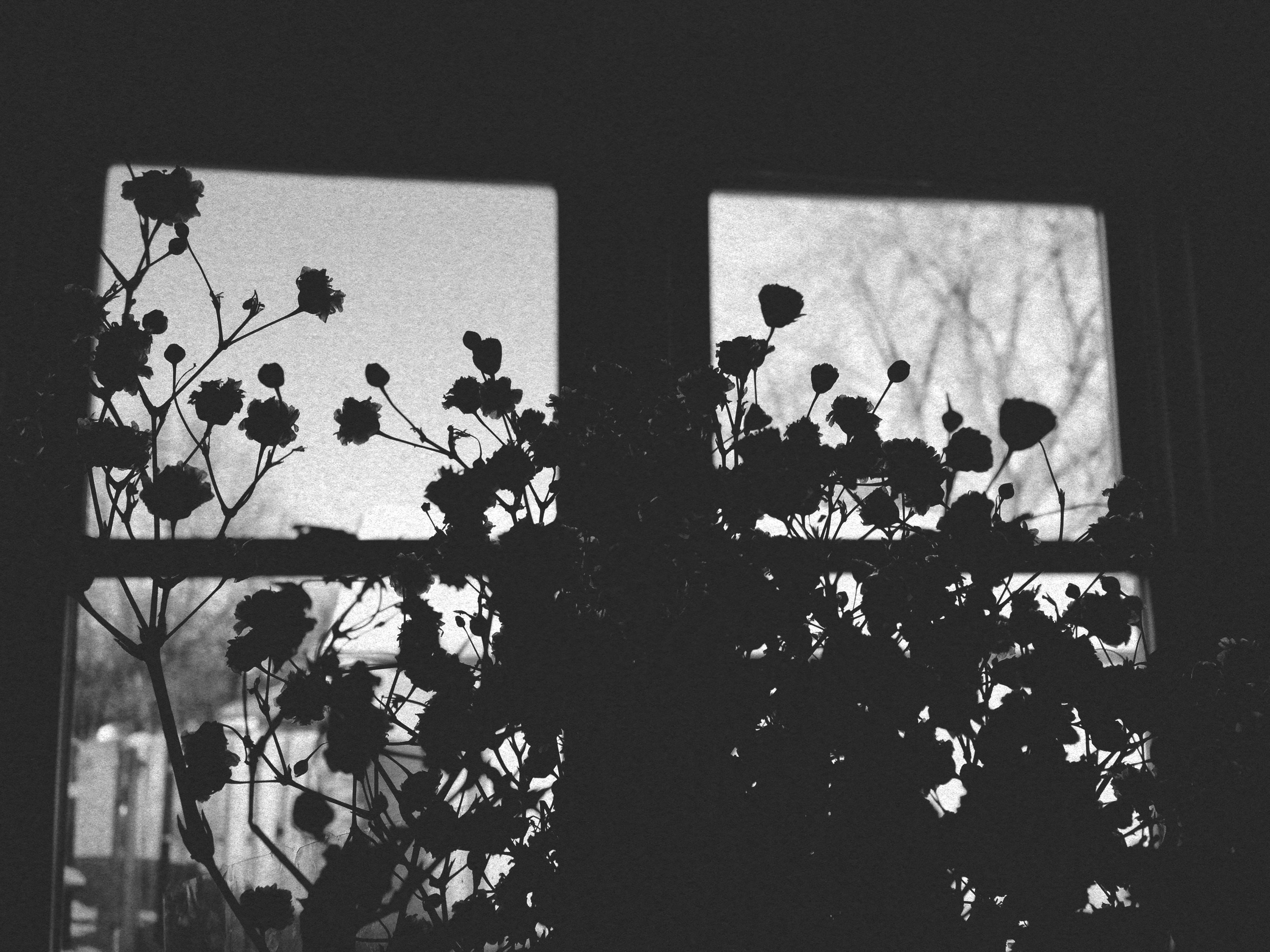flora1938-hr.jpg