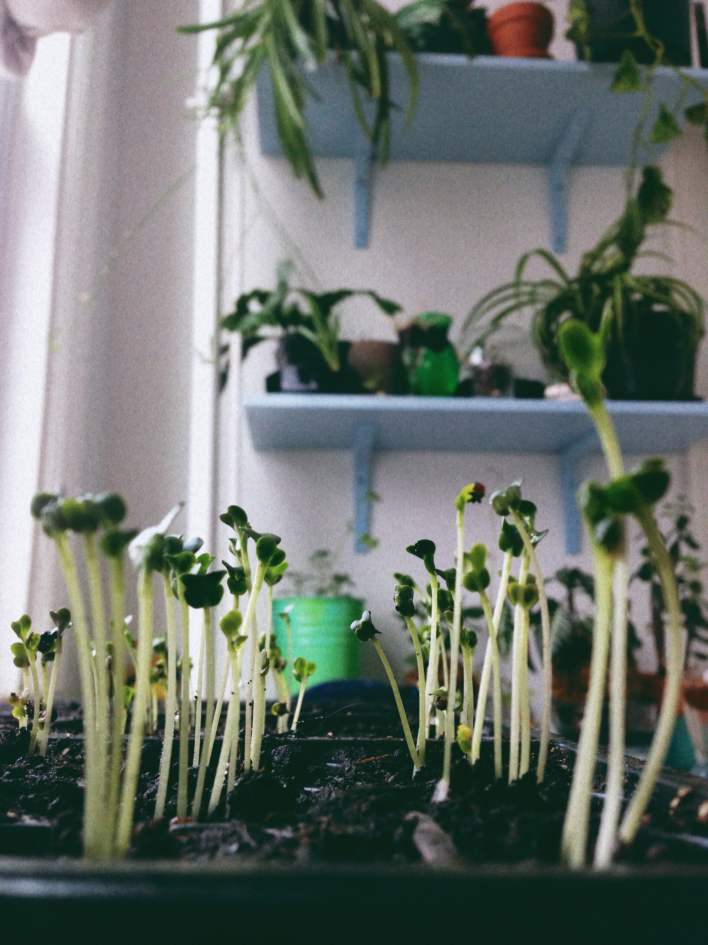 sprout-hr.jpg