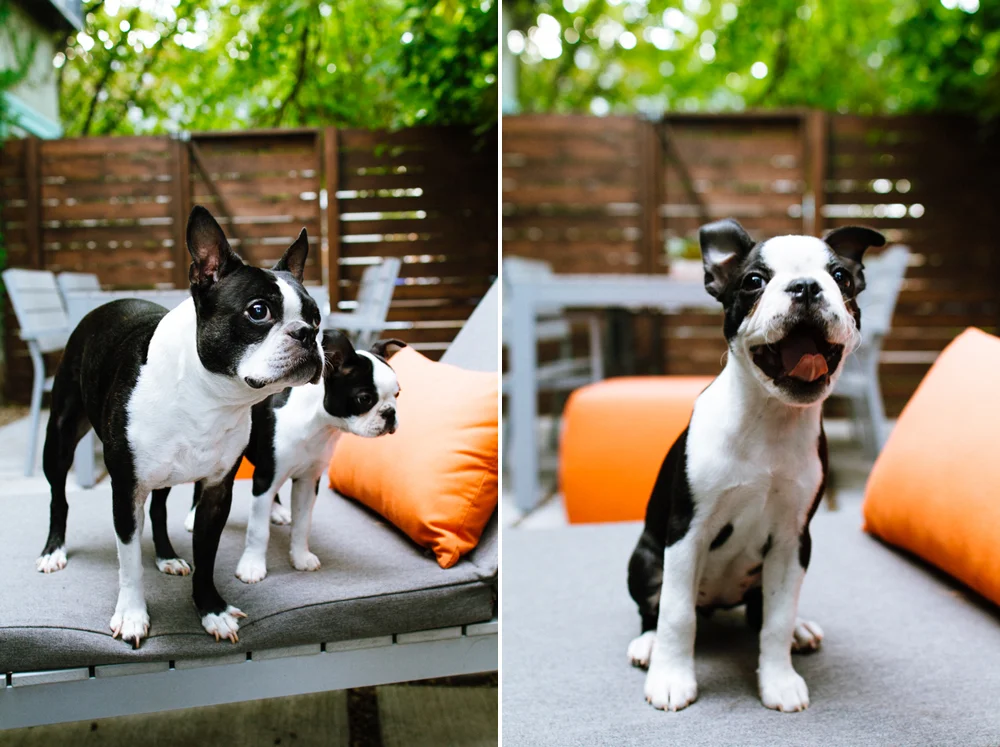 Minneapolis Boston Terrier