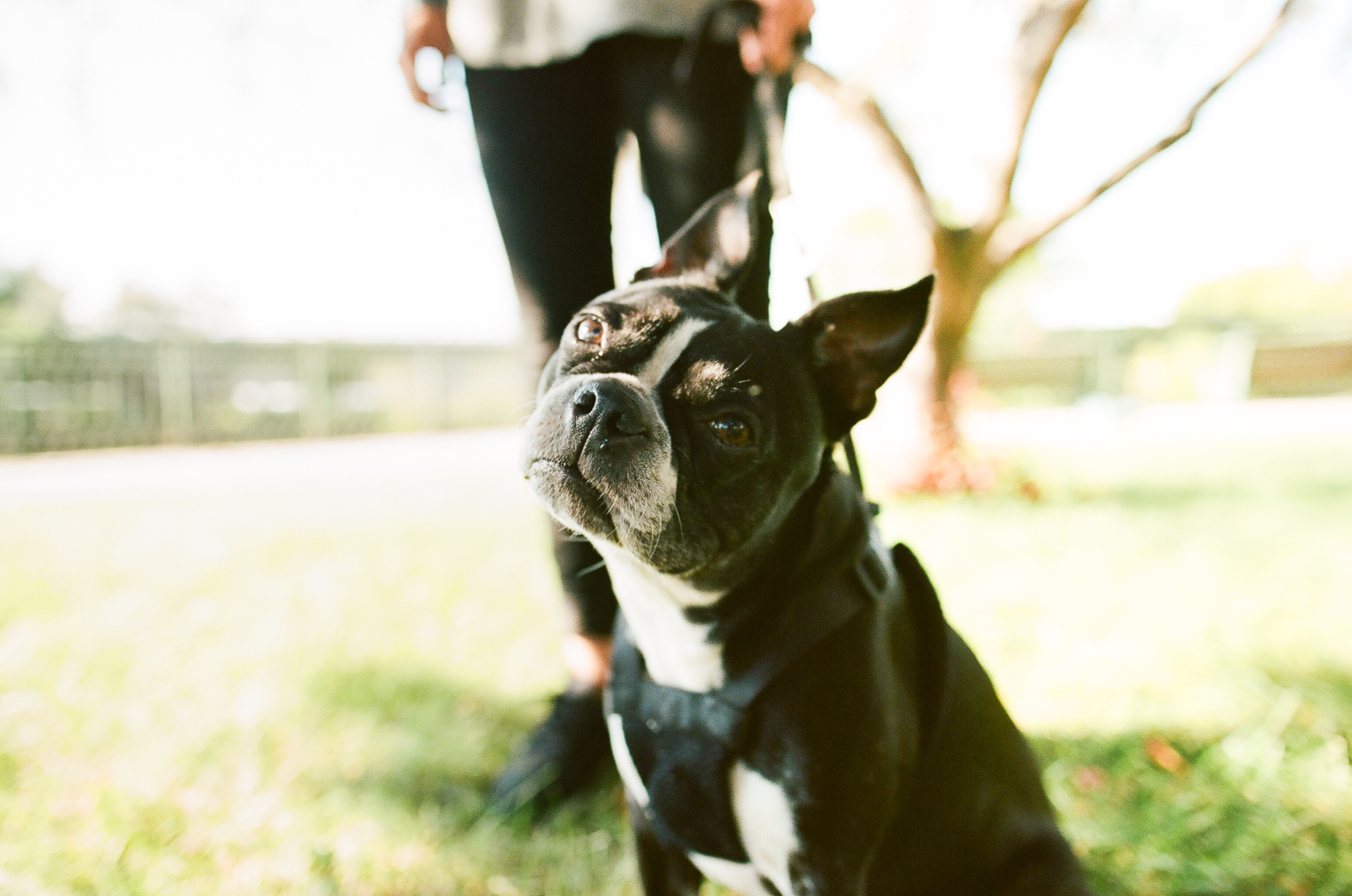 Minneapolis Pet Photographer