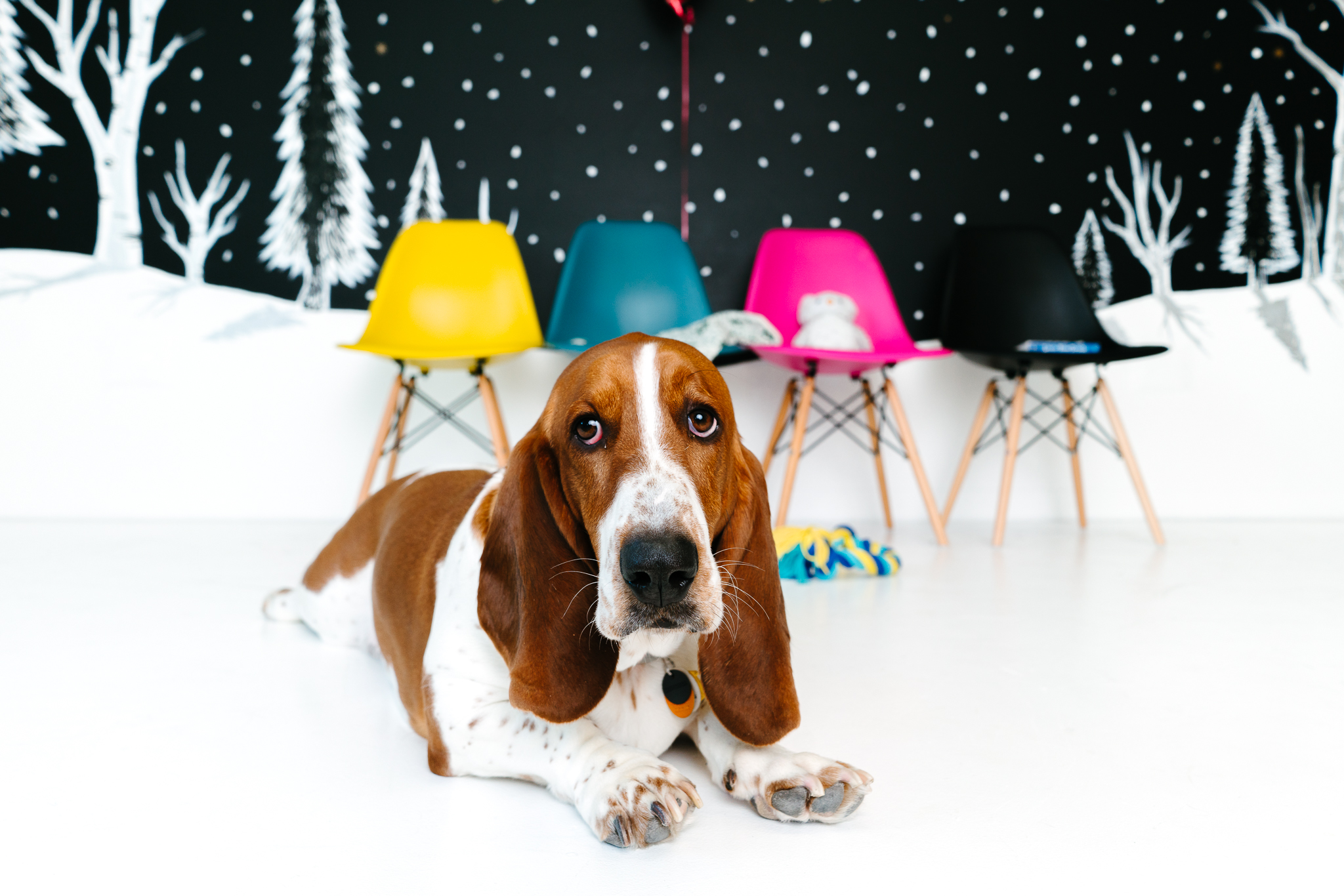 Minneapolis Modern Pet Photographer