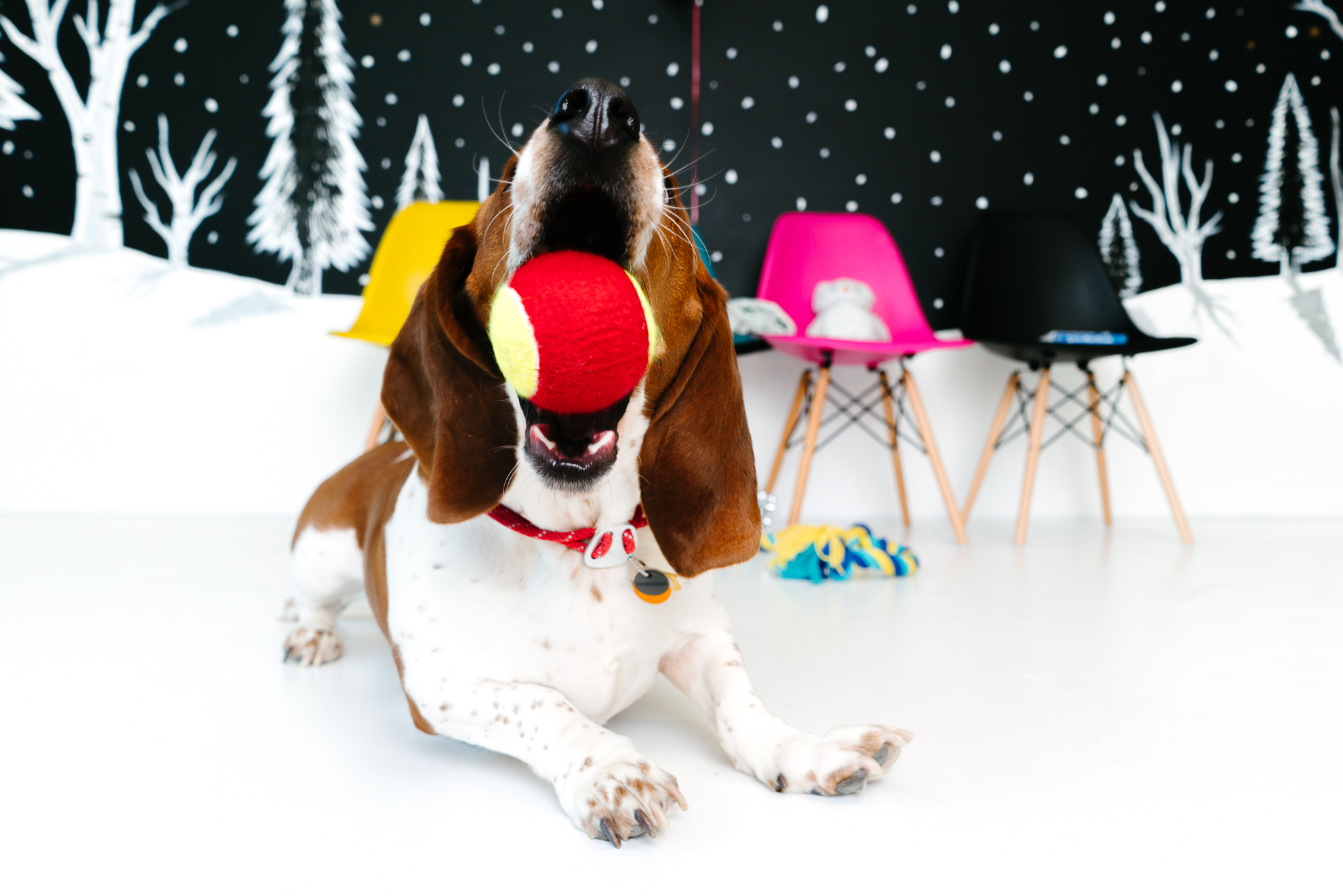 Minneapolis Modern Pet Photographer - Basset Hound