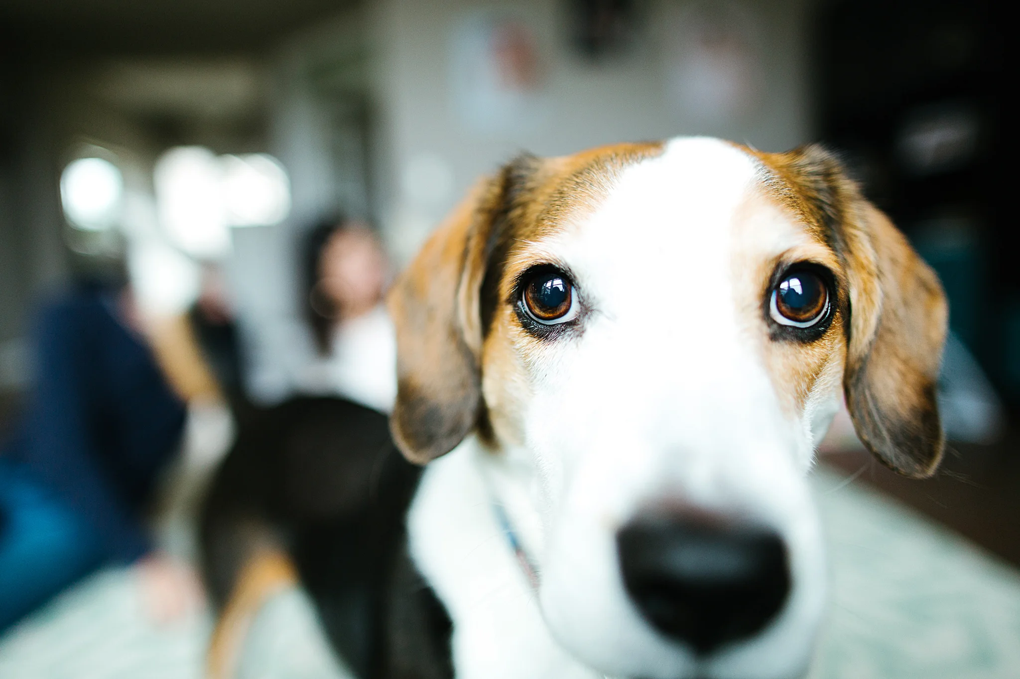 Twin Cities Pet Photography