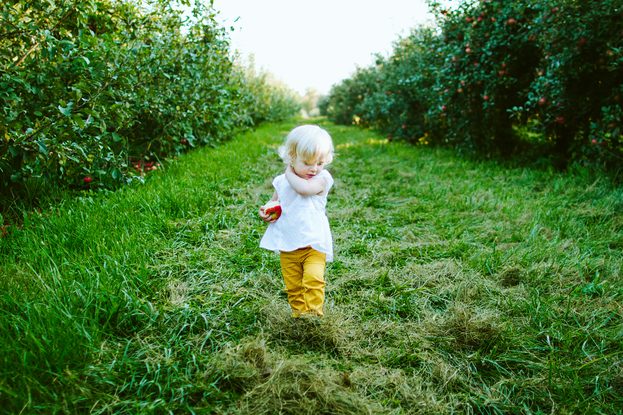 Top Apple Orchards near the Twin Cities, Minnesota