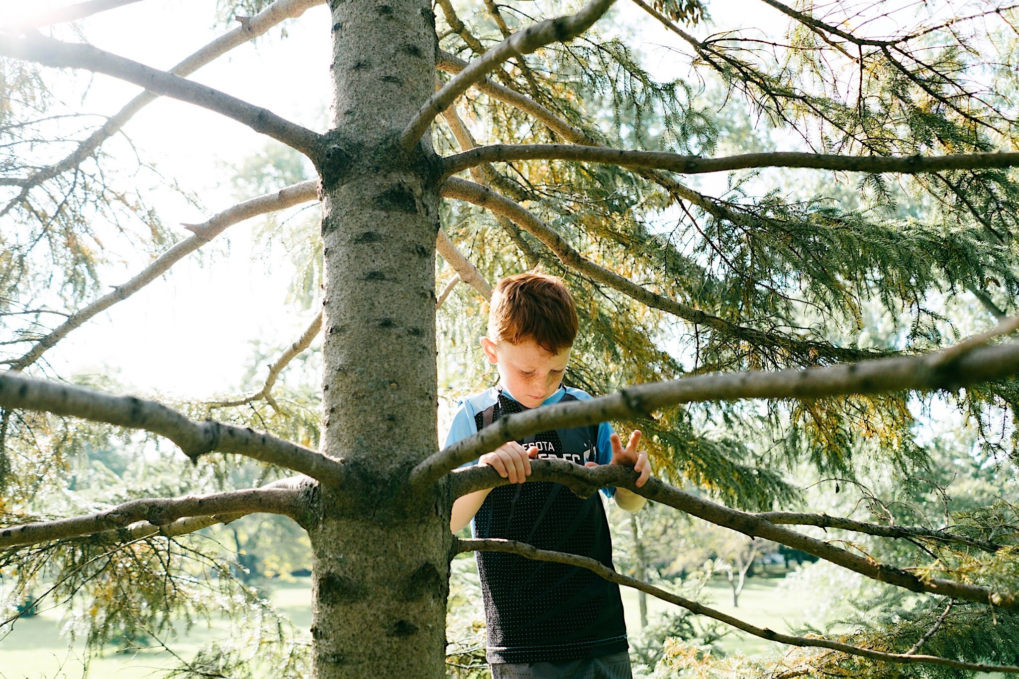 Photograph of a young boy climbing a tree at a public park in Saint Paul, Minnesota