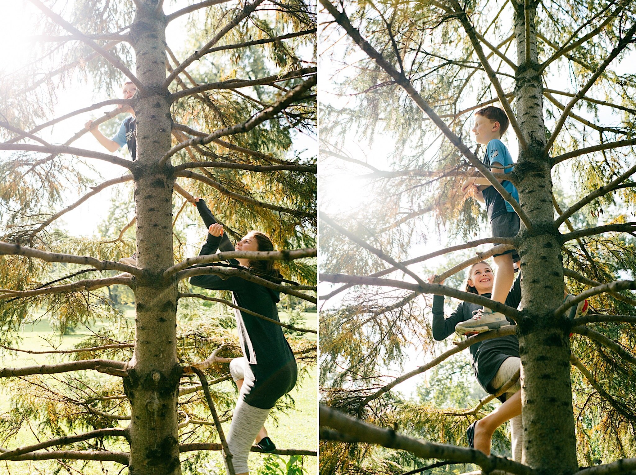 Photography of a brother and sister climbing trees together in Minneapolis, Minnesota