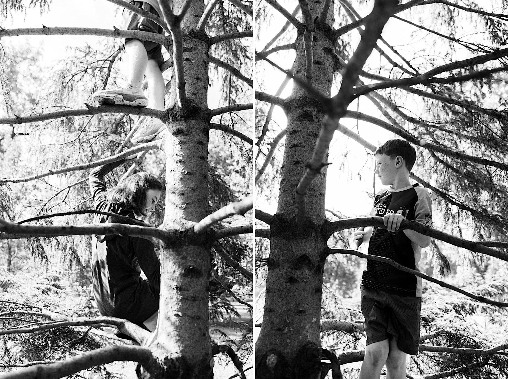 A portrait of siblings climbing trees together on an adventure at a public park in the Twin Cities