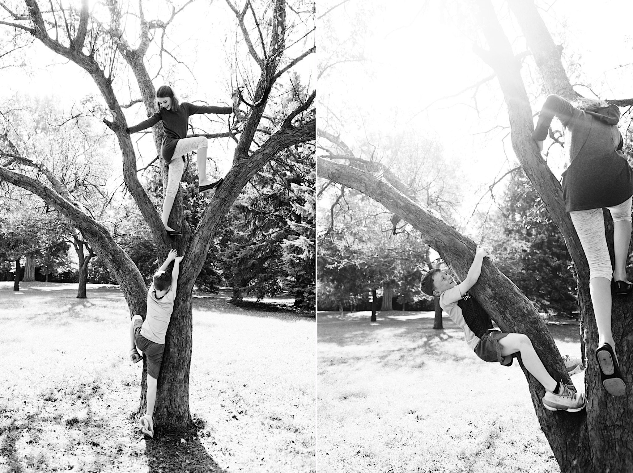 Family portraits of siblings climbing trees together in Minneapolis, Minnesota