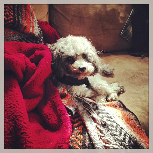 2013-03-11 12.43.07 409365461299268265_30035929.jpg