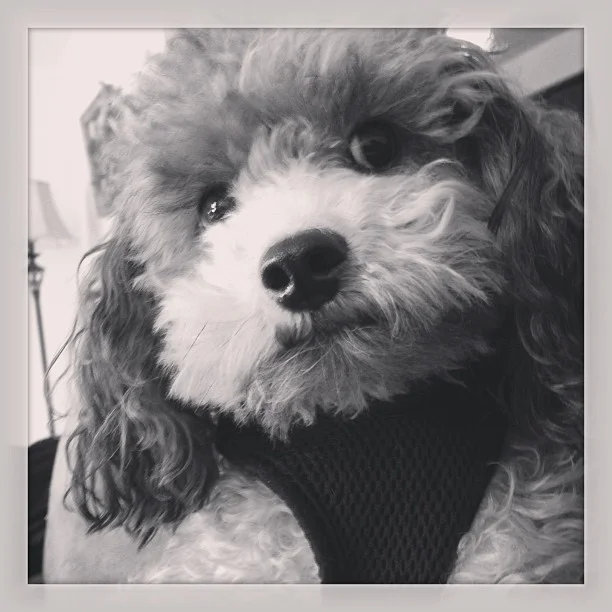 2013-03-27 14.15.02 421008134007326936_30035929.jpg