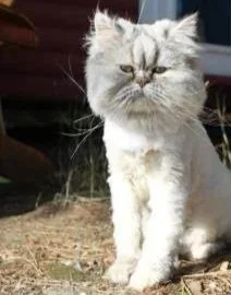 A fuzzy grey persian with a lion cut supervising her yard