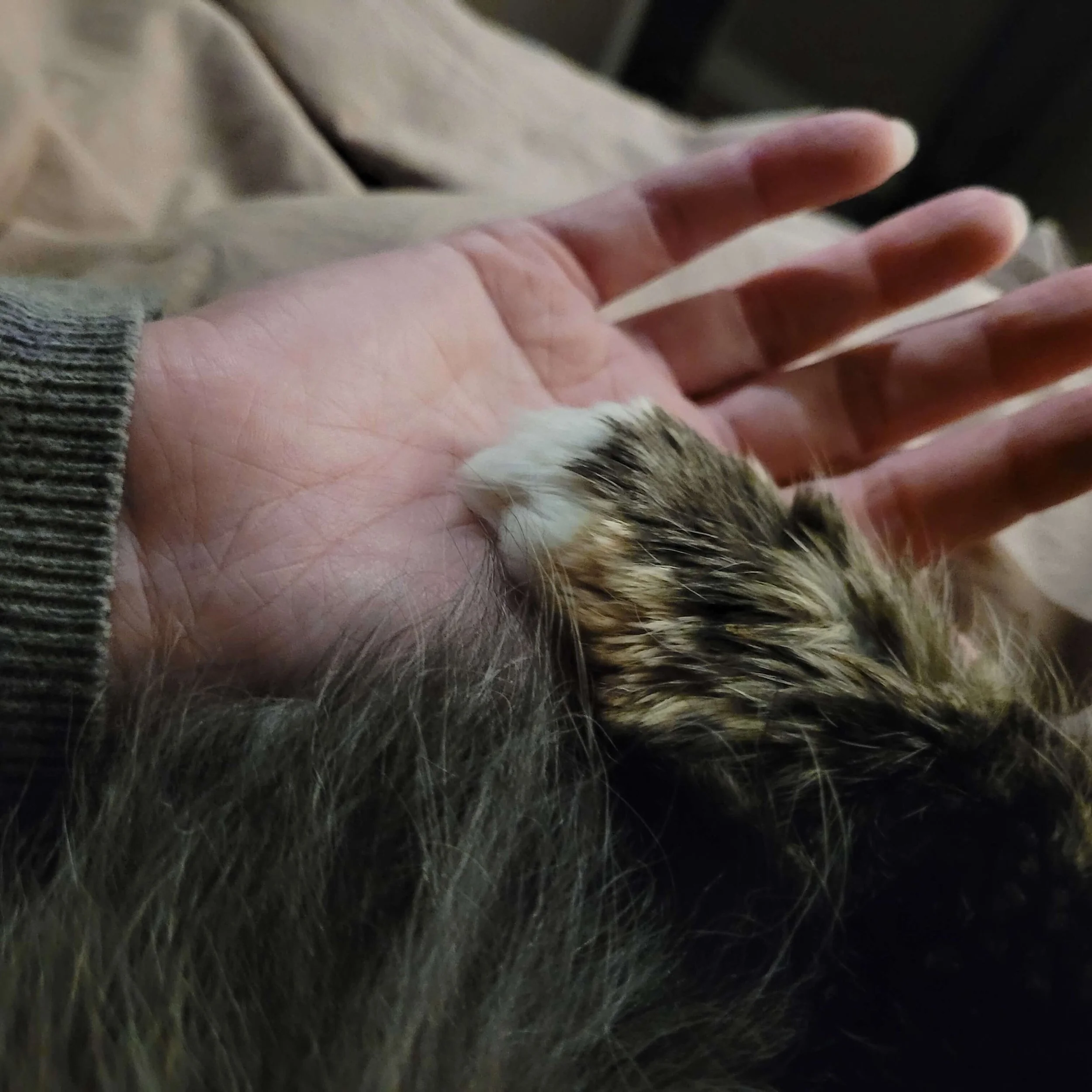 Let’s ban declawing in Ontario!