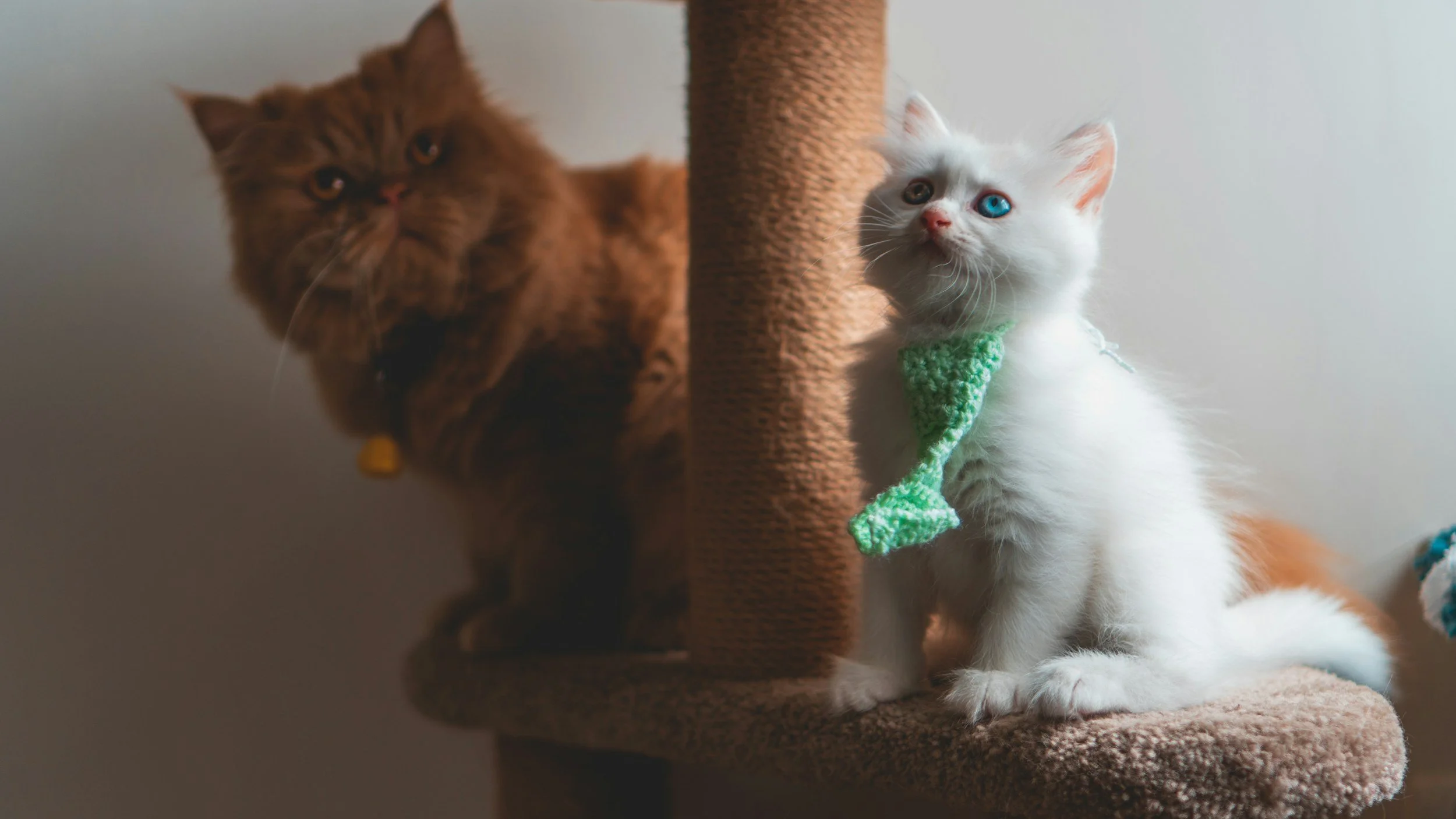 How to Find a Scratching Post That Your Cat Will Actually Use