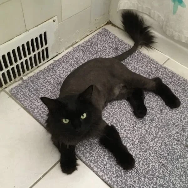 a black cat with a lion cut lounging on the floor