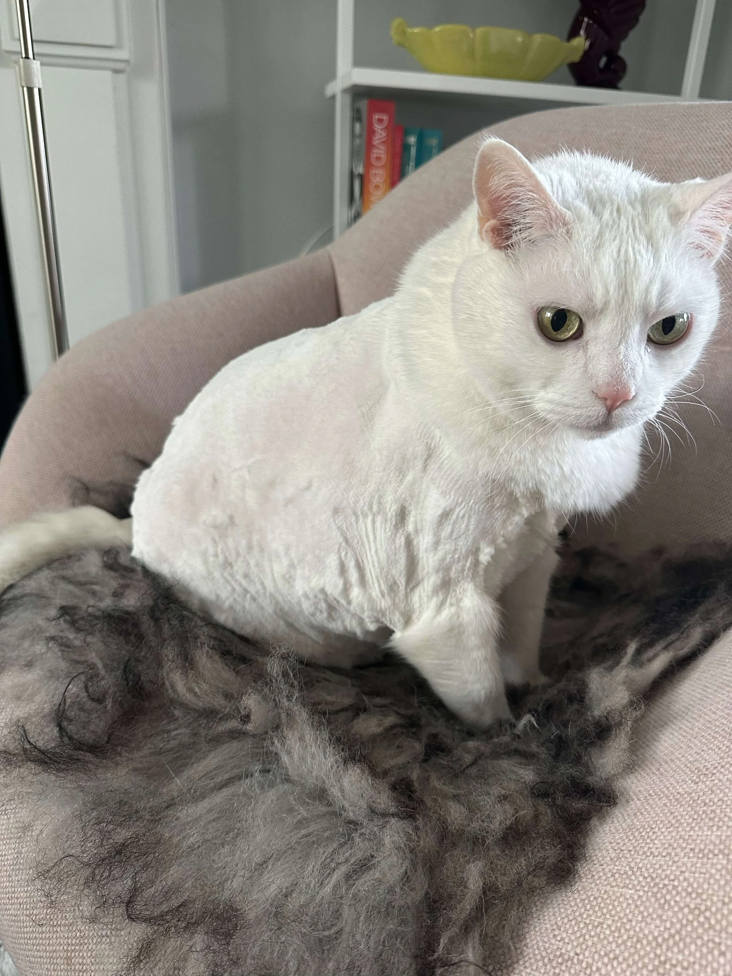 A white cat sitting on a couch