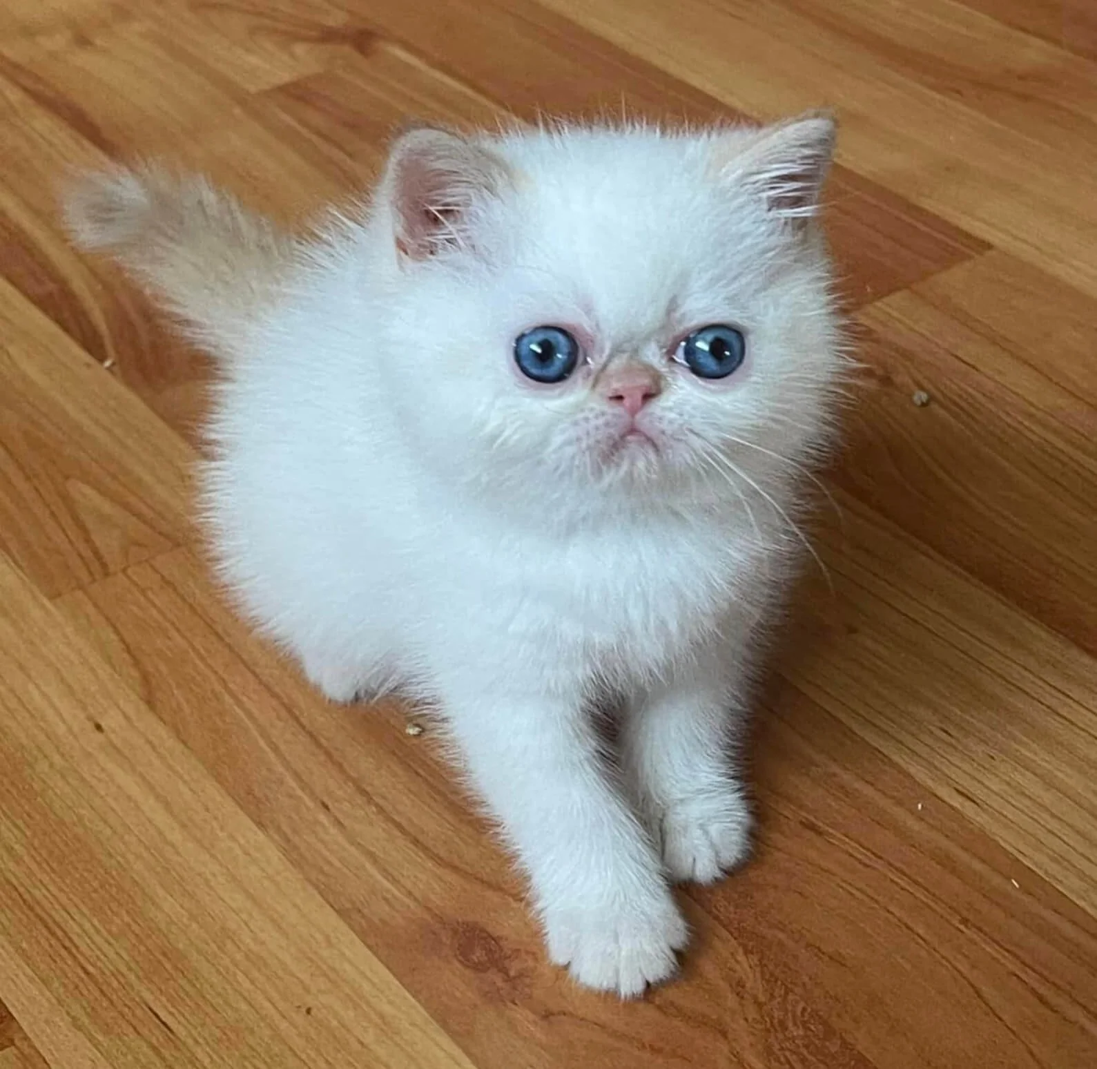 A white flat faced kitten looking up at camera