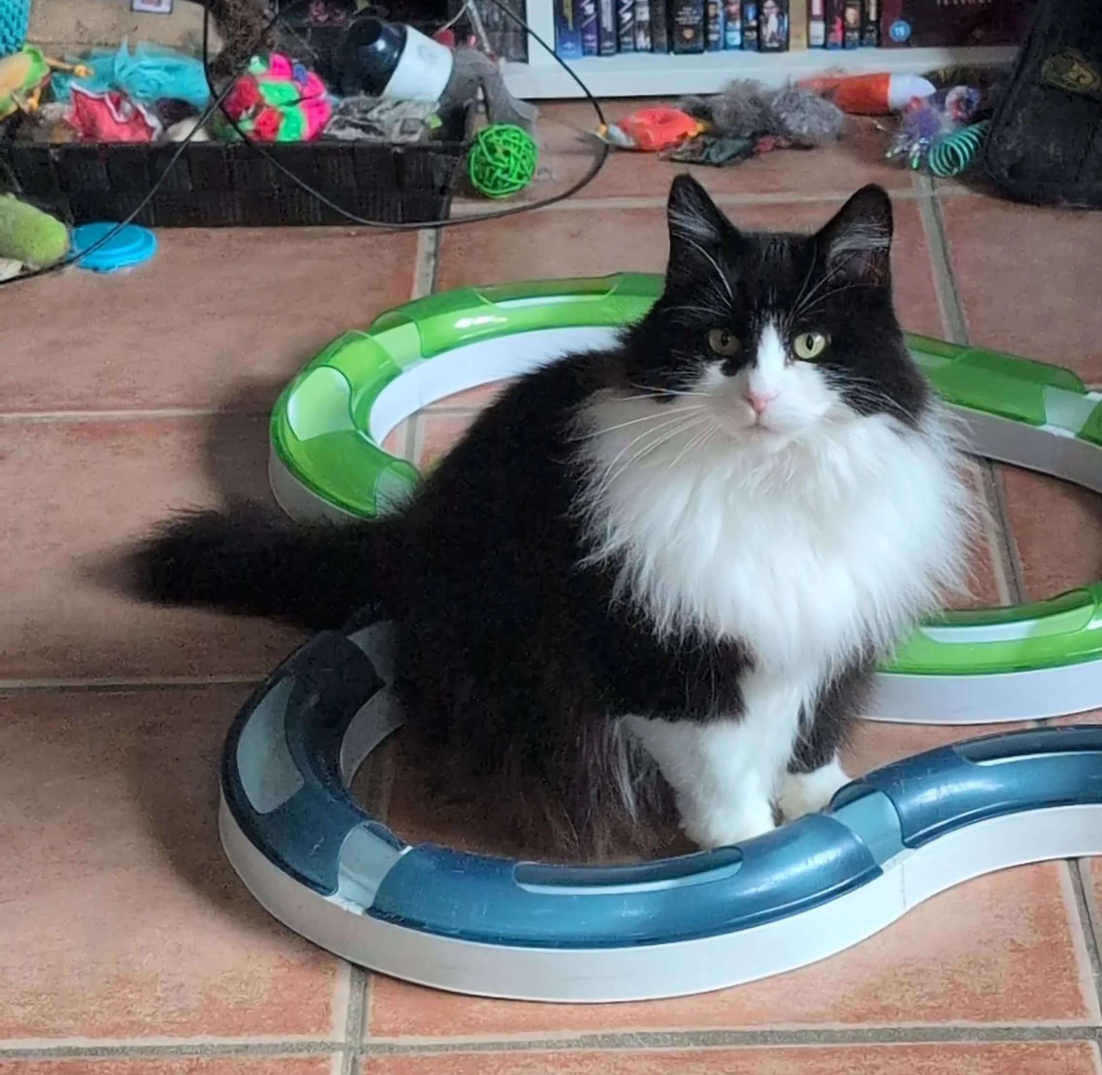 A black and white cat sitting in the middle of a track toy