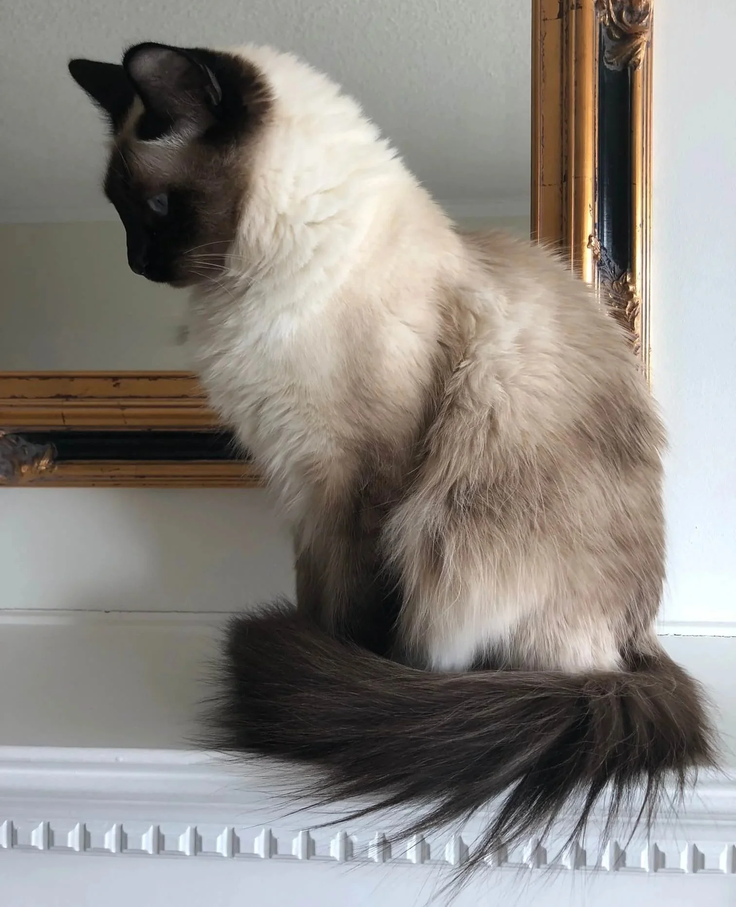 A distinguished berman cat sitting with his tail wrapped around himself