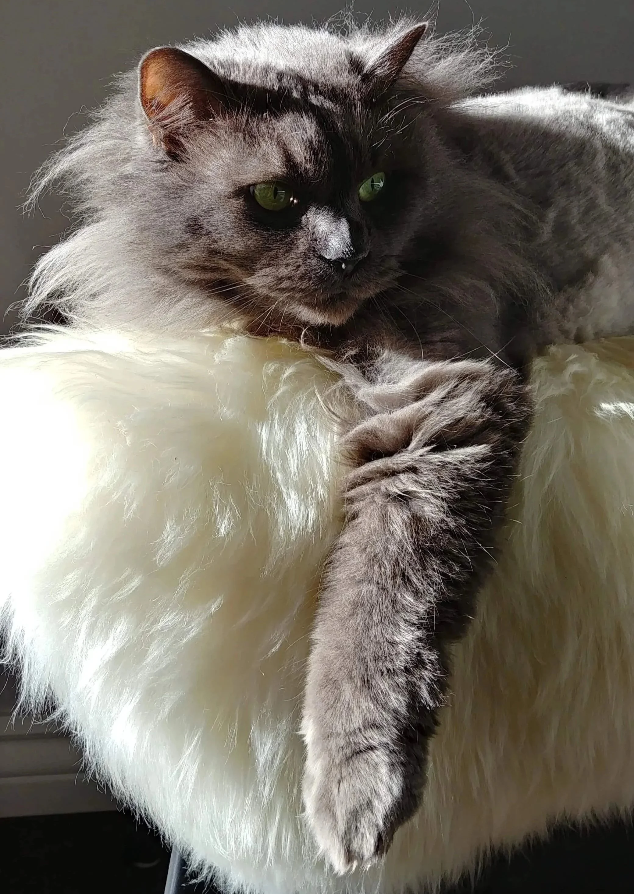 A fluffy grey cat lounging on a fuzzy blanket in the sun