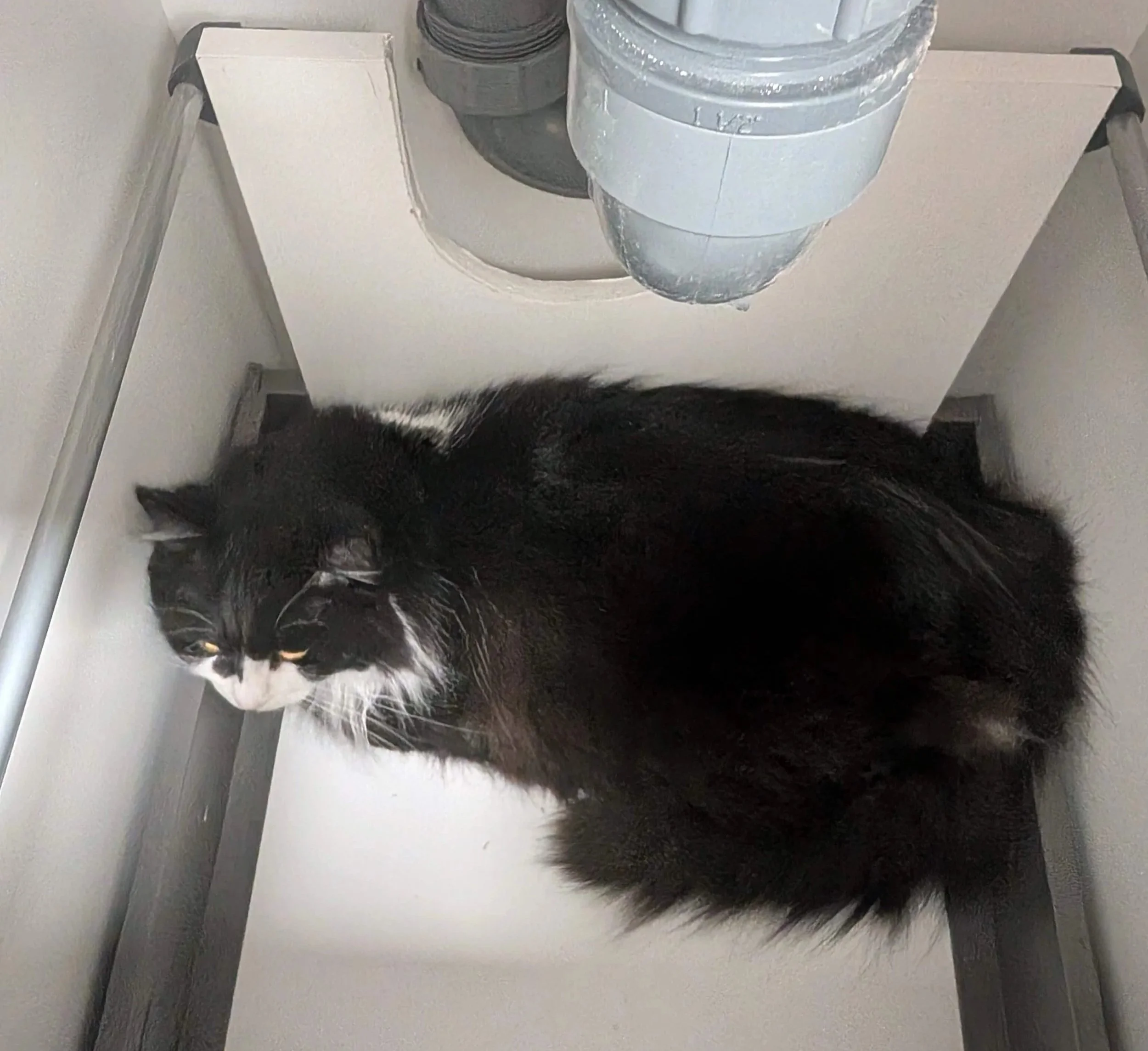 A black and white cat huddled under a sink