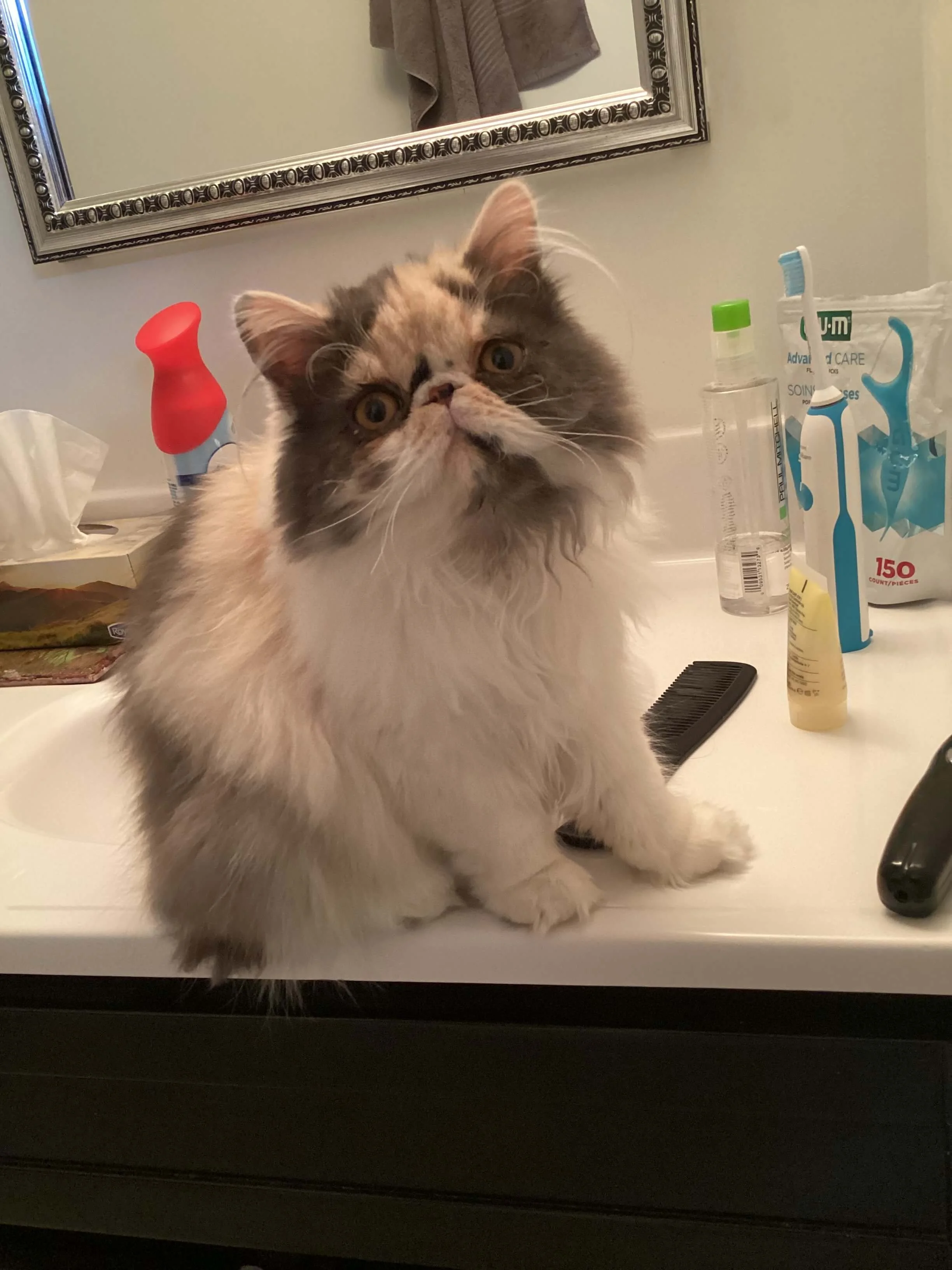 A calico persian cat sitting on a bathroom counter