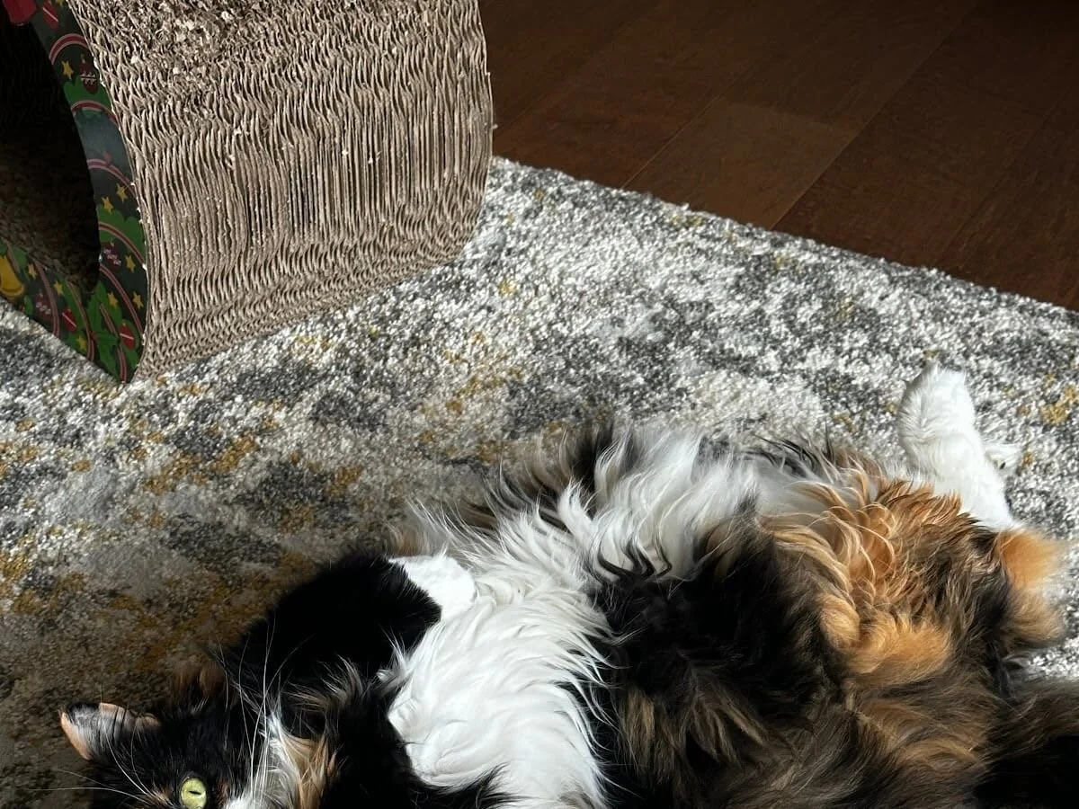 A long haired calico cat shows off her tummy