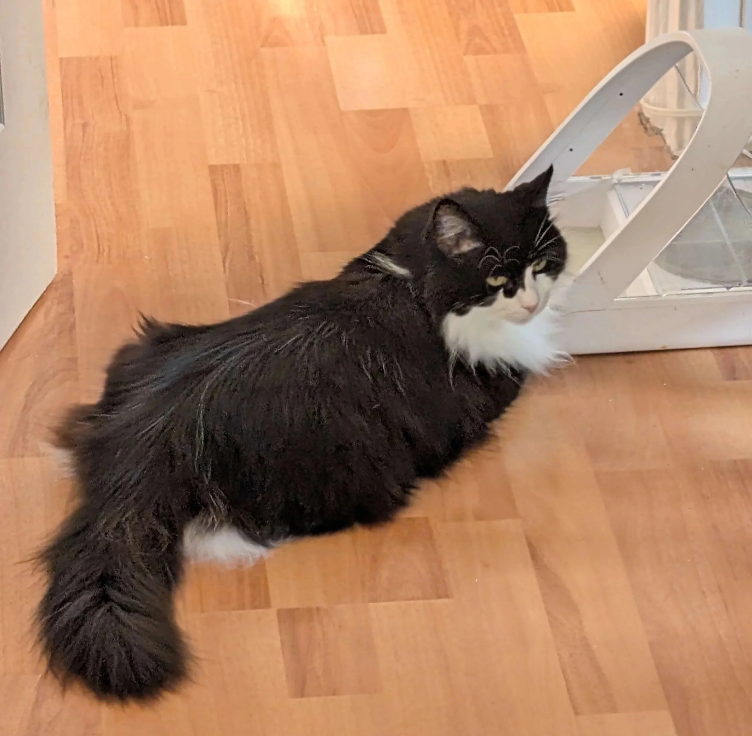 A black and white cat sitting by her food bowl