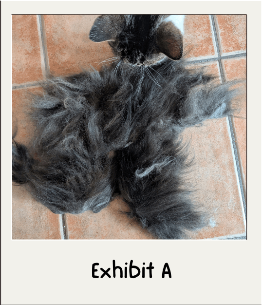 A cat peering down at a pelt with tufts of fur sticking up