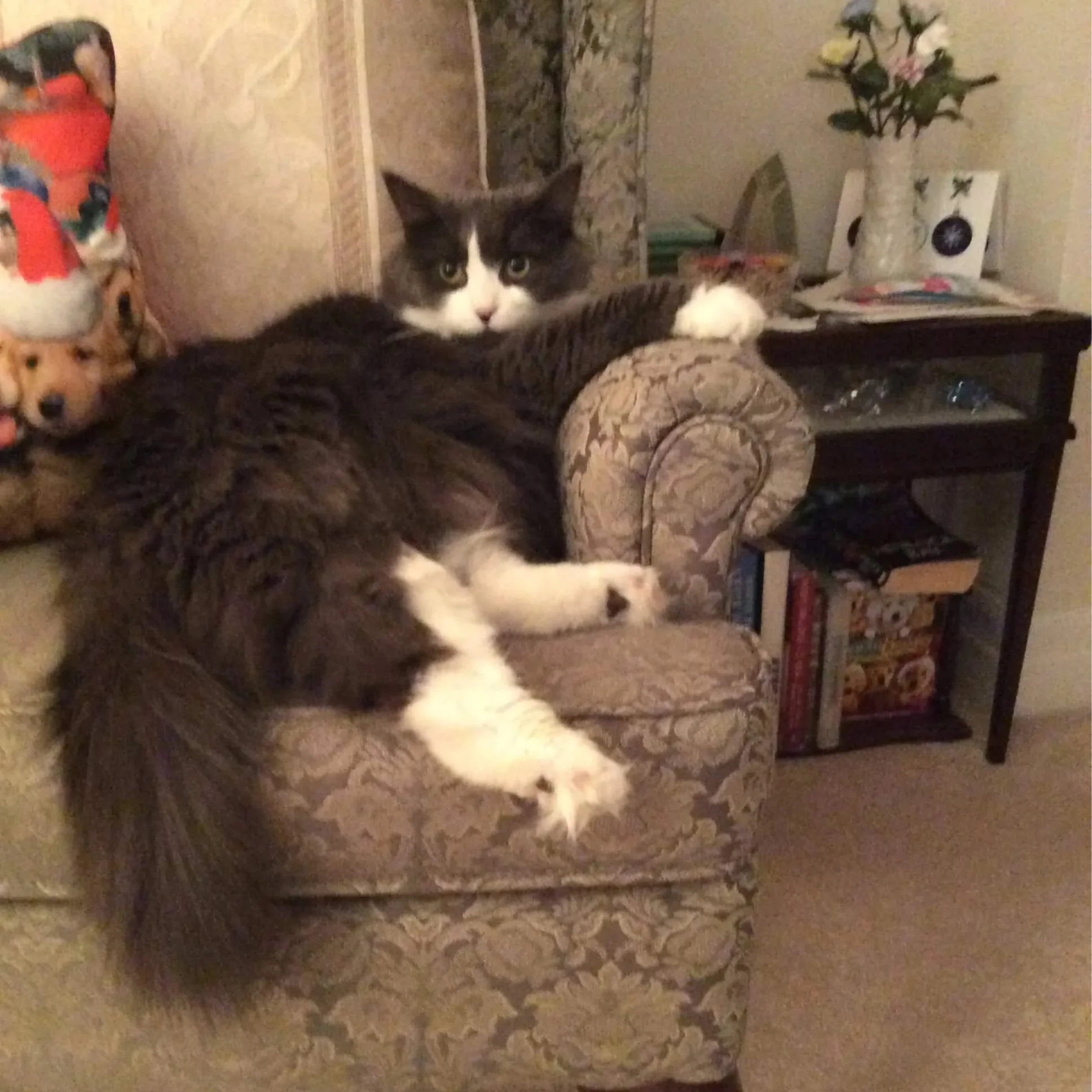 A black and white cat lounging in a chair with her paw on the arm