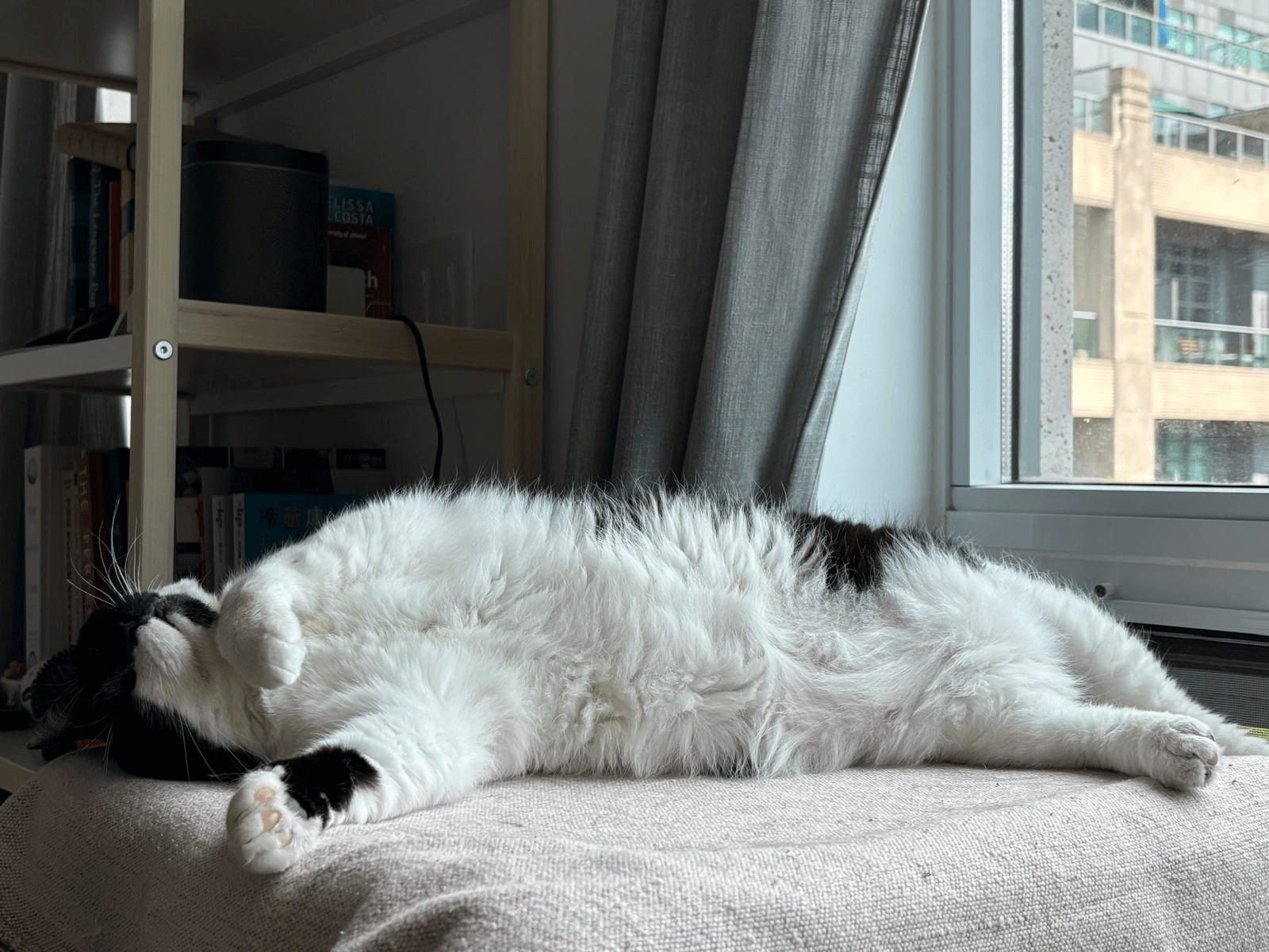 a black and white cat lounging in the sun