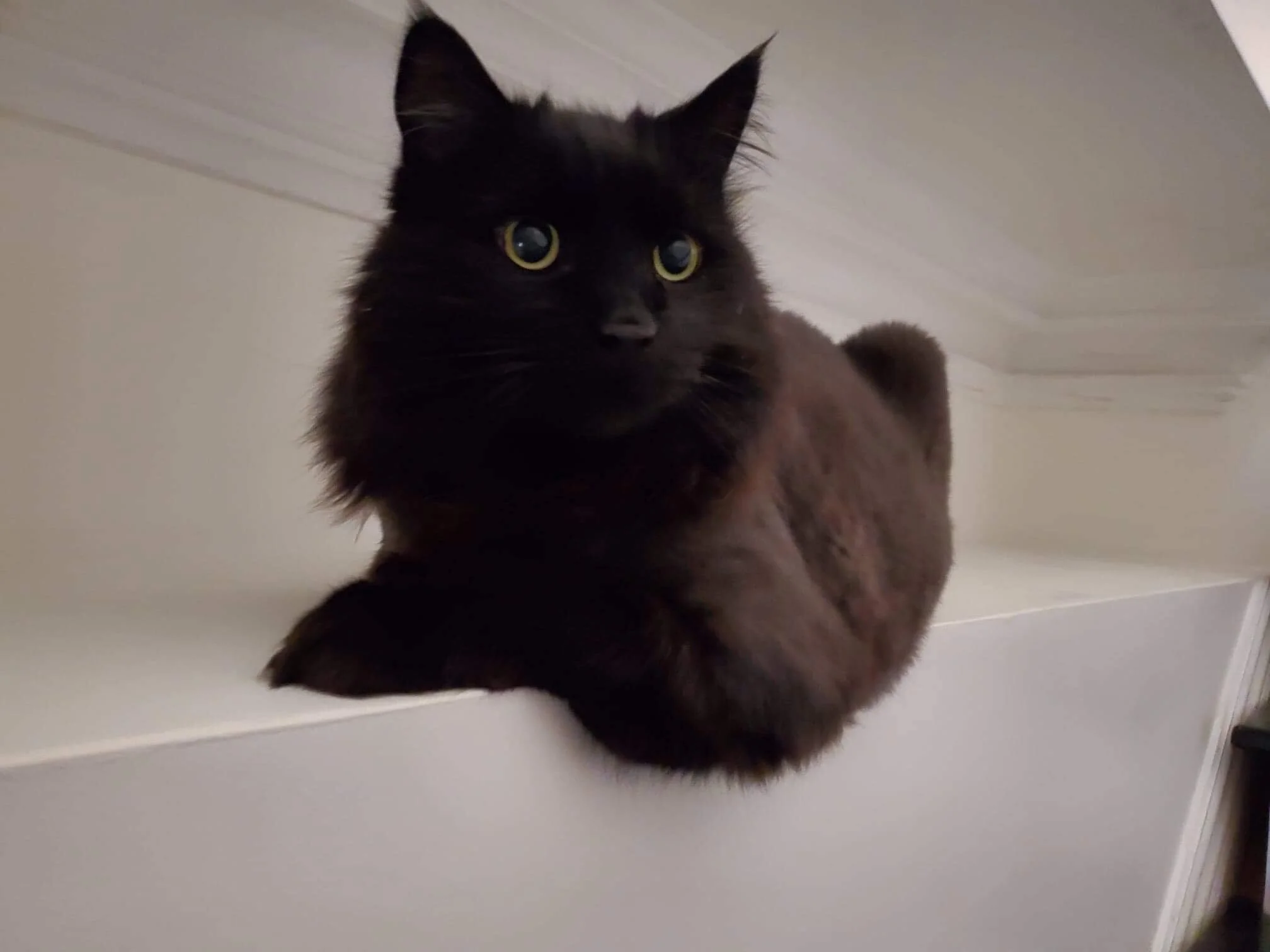 A very handsome black cat with a lion cut lounging on a ledge