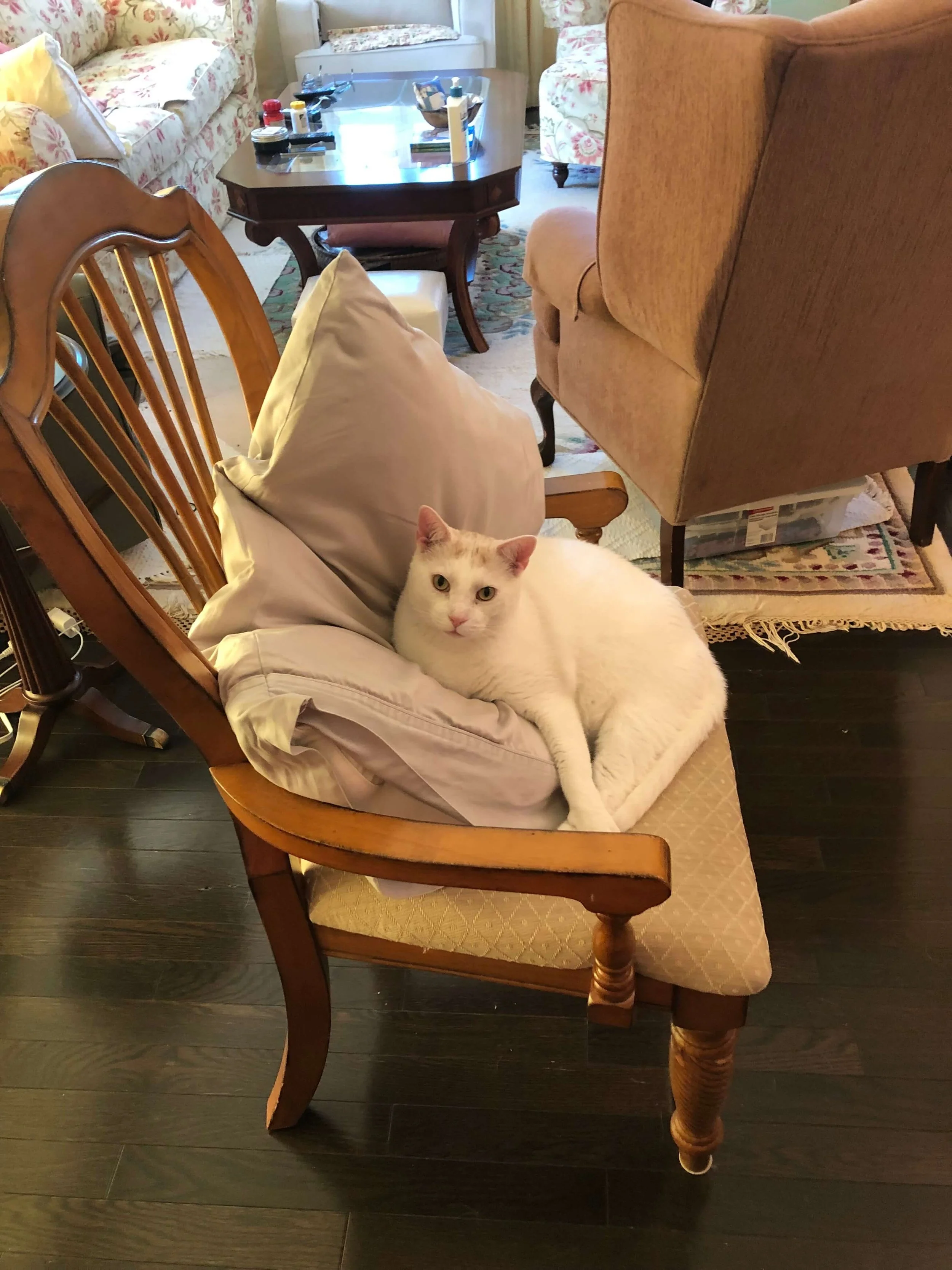 A large white short haired cat sitting on a chair