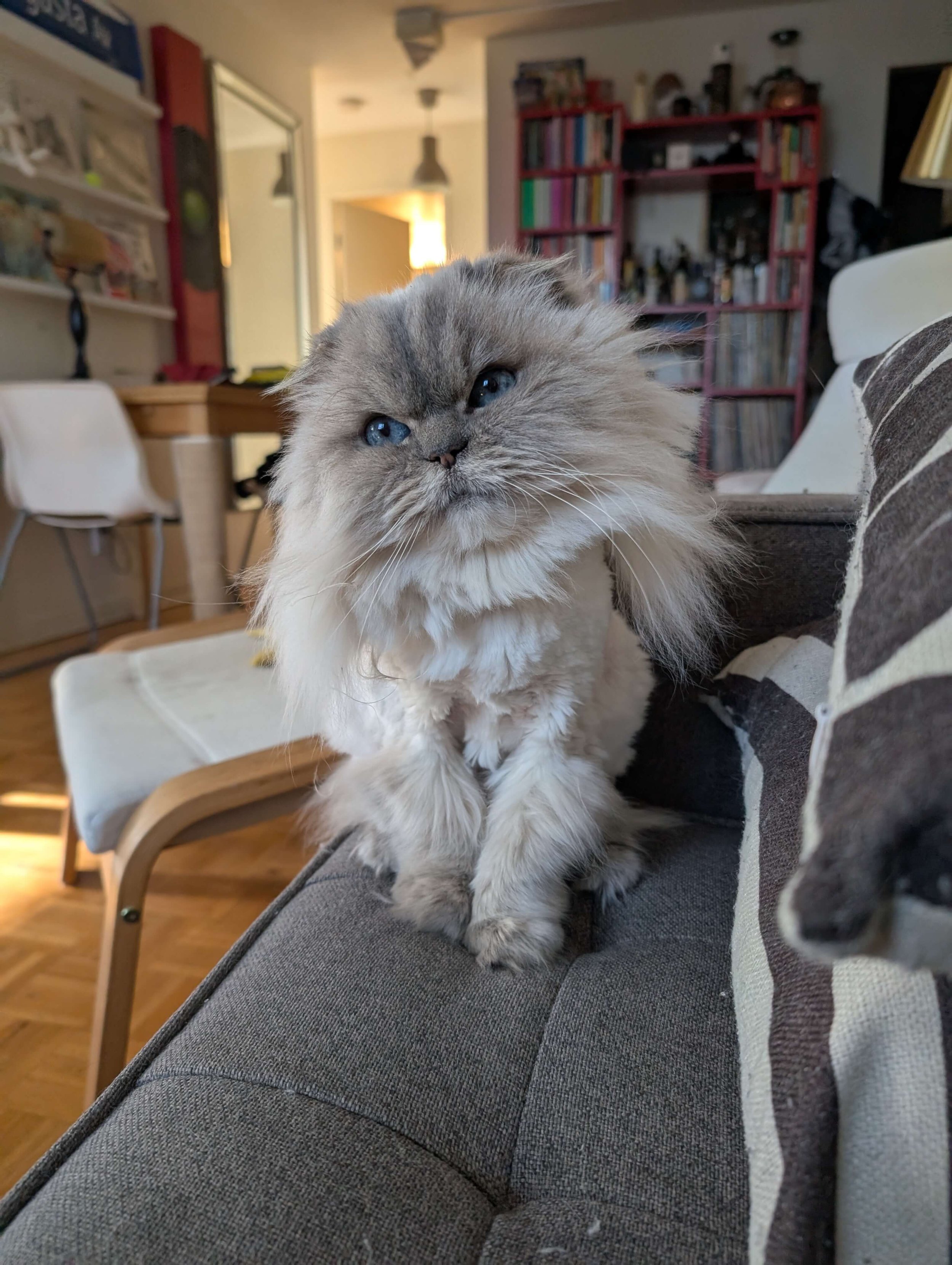 A grey persian with a hair cut looks at the camera