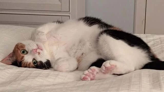 A mostly white short haired calico shows off her tummy and extra toes