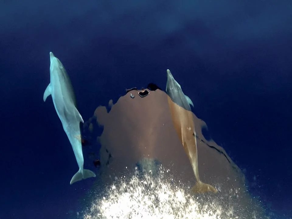 Dolphins