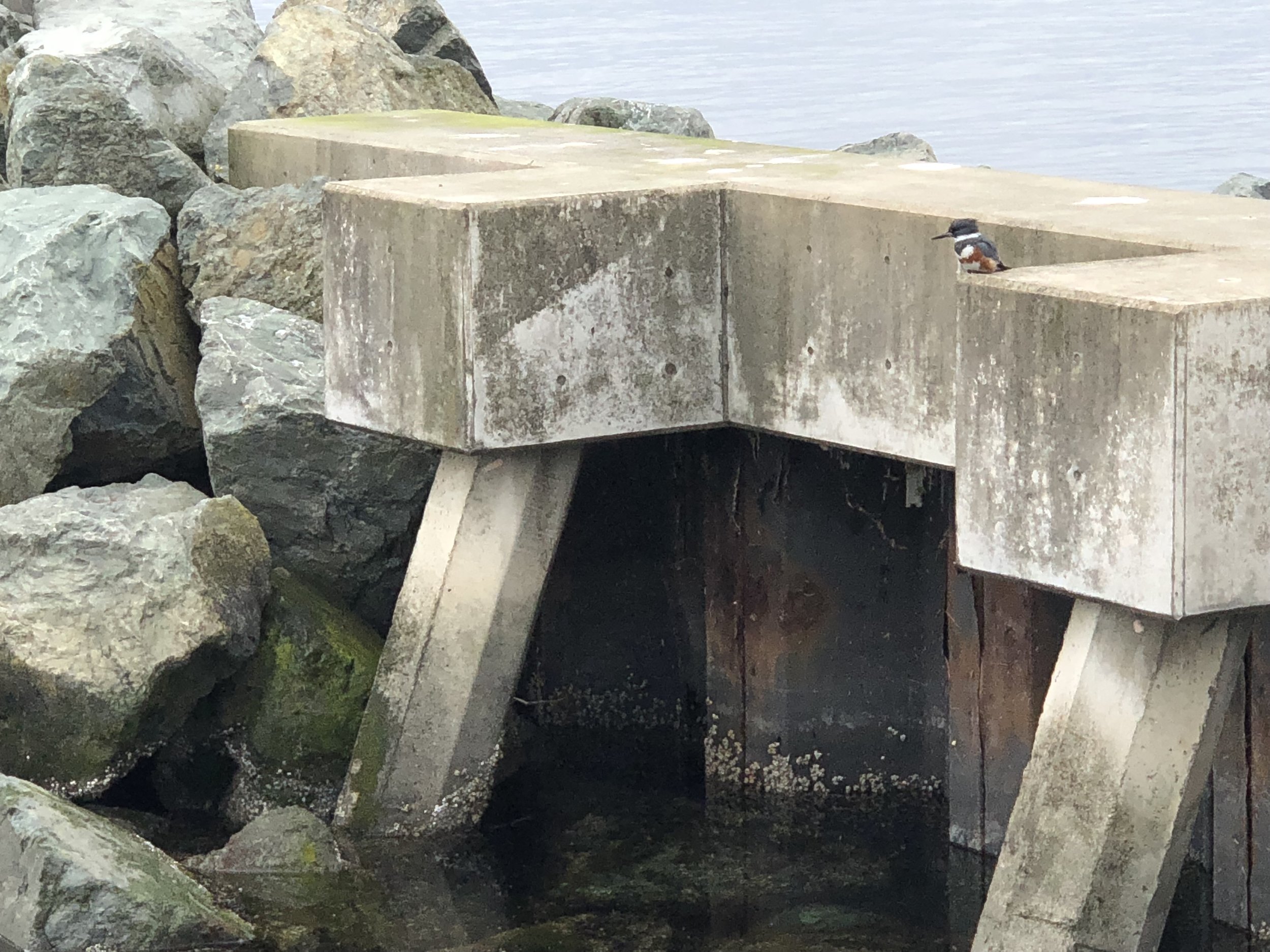kingfisher diving in slo-mo
