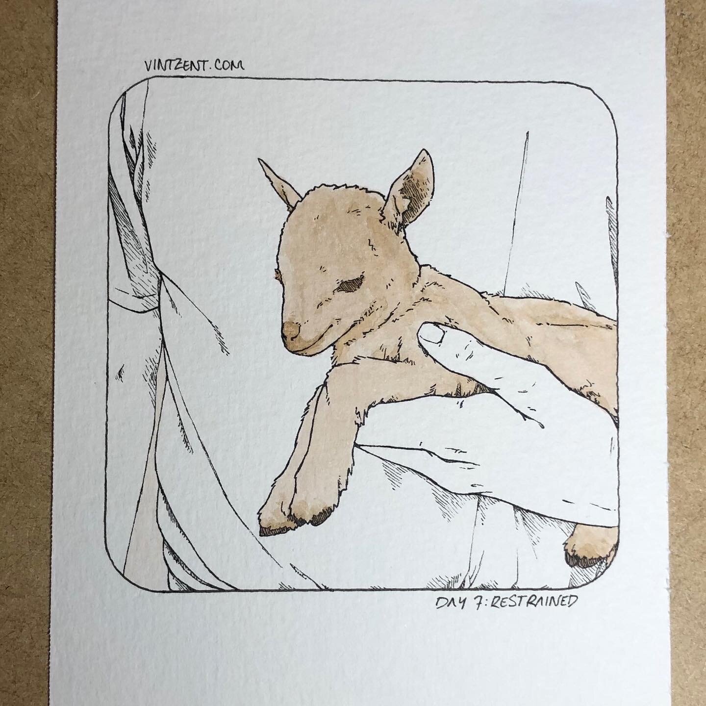 inktober 2020 - a tiny calf held at bay  