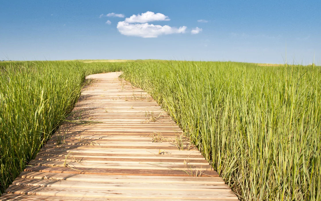 grasspathway.jpg