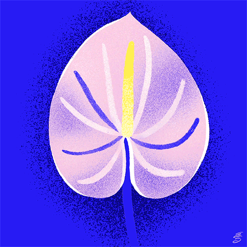 ANTHURIUM3.gif