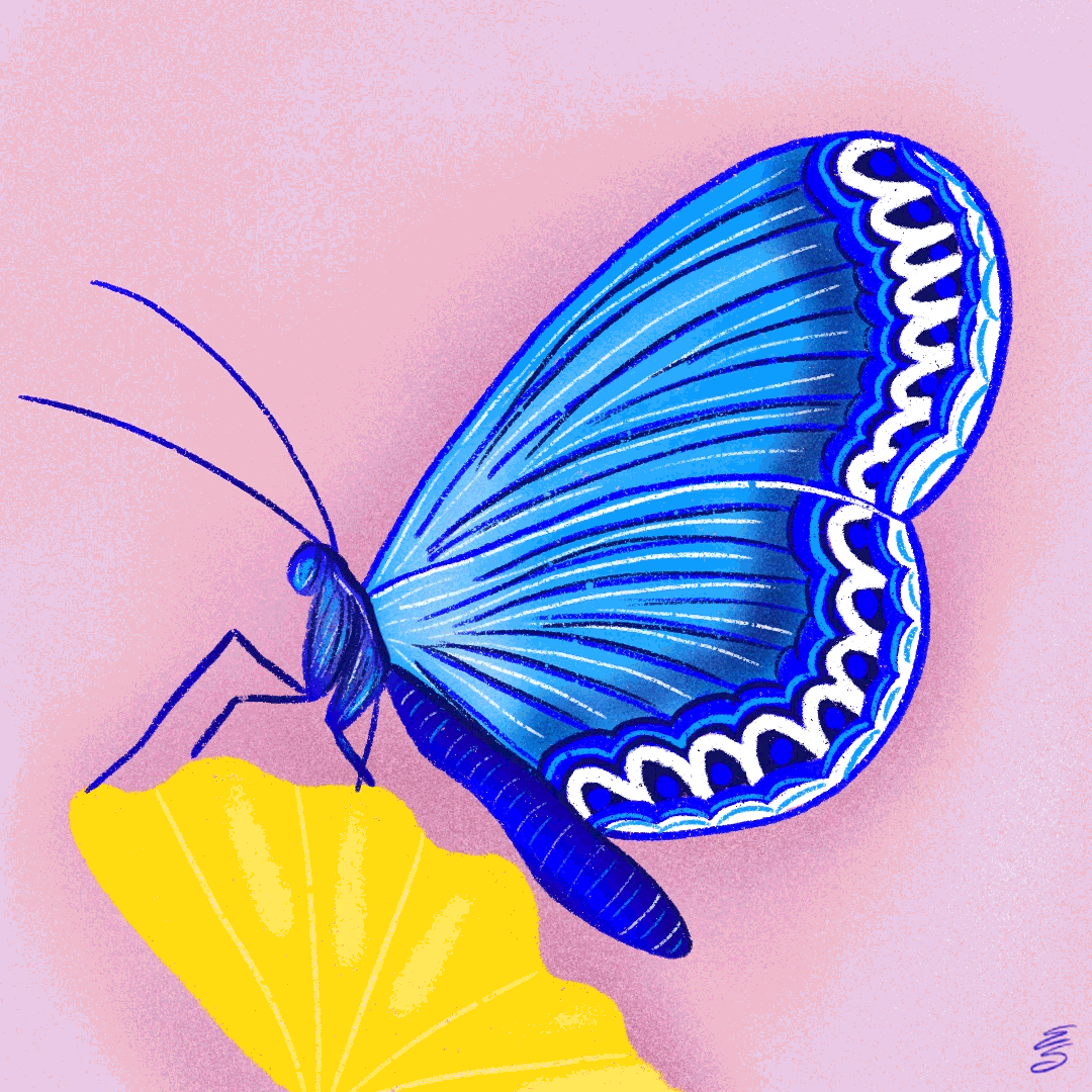 BUTTERFLY_ANI.gif