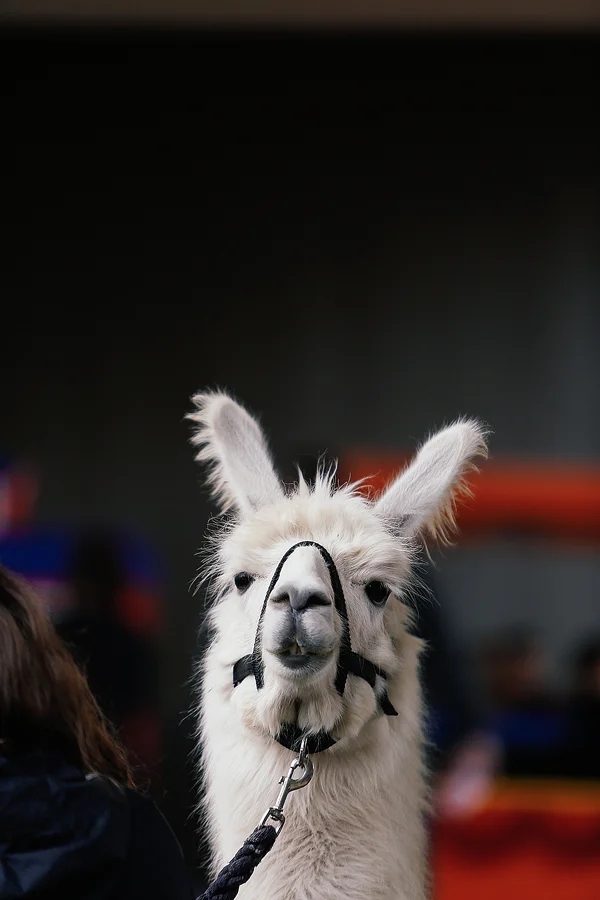 Prescott_Harvest-Fest_2013-Photos-0079.jpg
